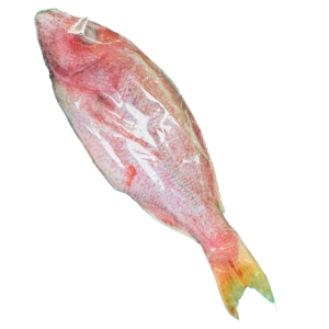 Red Snapper offered by Doiie.com