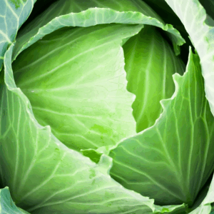 fresh cabbage by doiie.com